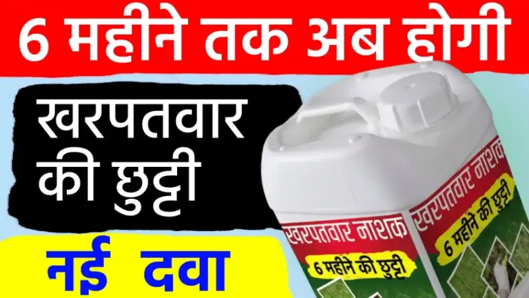 बायर का ‘अलियन प्लस’ देगा 6 महीने तक निजात; एक स्प्रे और आधा साल खेत रहेगा साफ