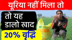 गेहूं की पैदावार में 20 प्रतिशत तक होगी बढ़ोतरी: यूरिया देने का बदलें तरीका; खाद