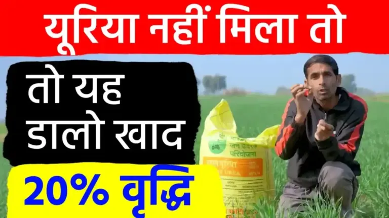 गेहूं की पैदावार में 20 प्रतिशत तक होगी बढ़ोतरी: यूरिया देने का बदलें तरीका; खाद की किल्लत होने पर अपनाएं ये प्रभावी विकल्प