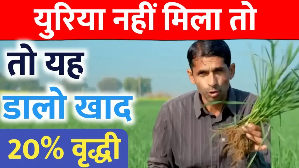 गेहूं की पैदावार में 20 प्रतिशत तक होगी बढ़ोतरी: यूरिया देने का बदलें तरीका; खाद की किल्लत होने पर अपनाएं ये प्रभावी विकल्प