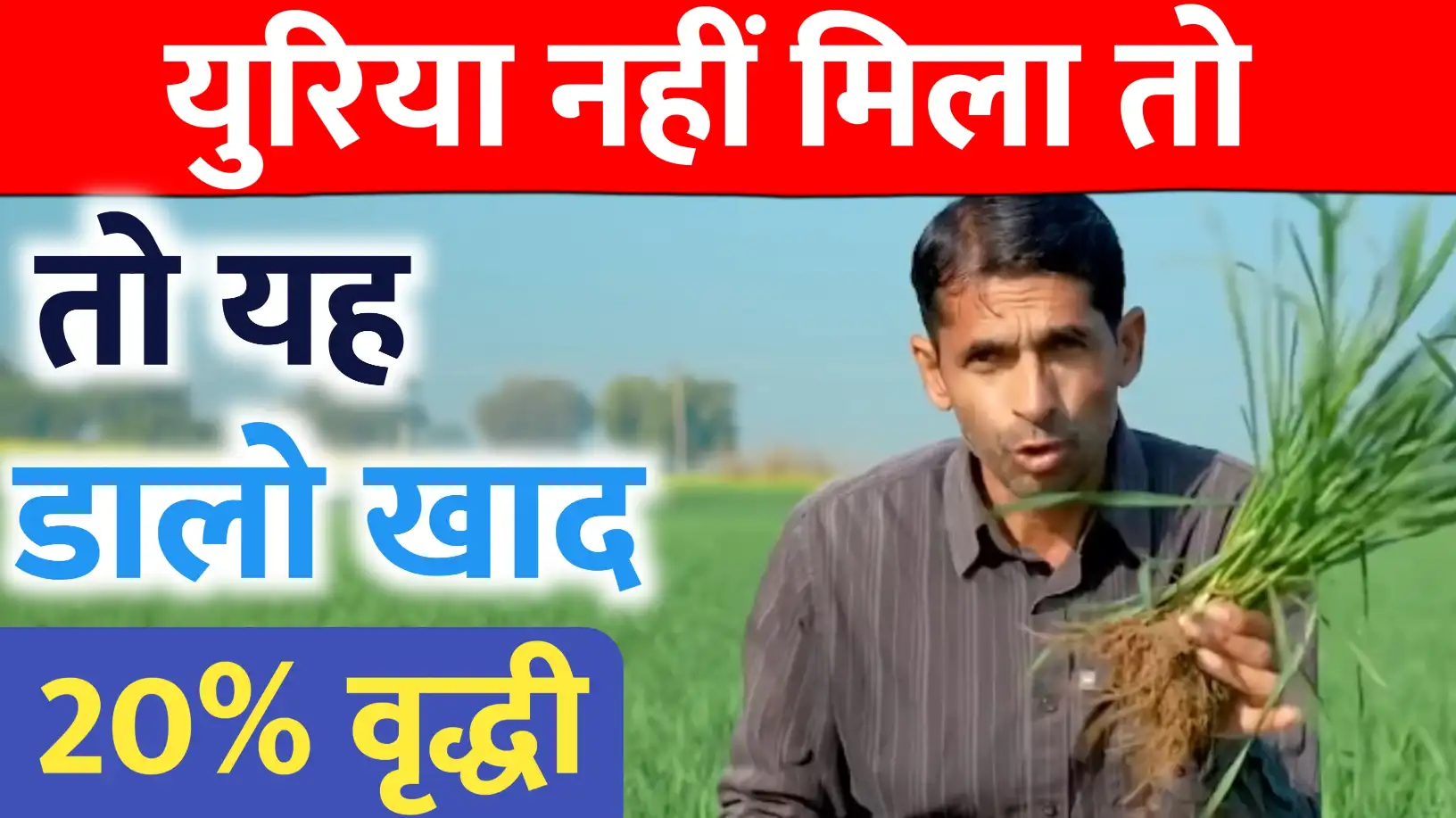 गेहूं की पैदावार