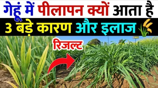 गेहूं में पीलापन: कारण और प्रभावी उपाय.