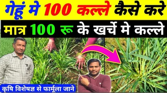 गेहूं में कल्ले (फुटान) की संख्या कैसे बढ़ाएं: विशेषज्ञों के सुझाव और प्रभावी तरीके