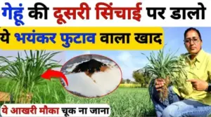 गेहूं की दूसरी सिंचाई पर कल्लों की संख्या बढ़ाने का चमत्कारिक फॉर्मूला और खाद प्रबंधन